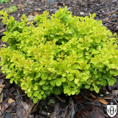 Berberis thunbergii 'Bogozam' - Thunbergi kukerpuu 'Bogozam' C2/2L